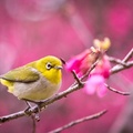 Spring Bird-photography HD wallpaper Wallpaper 1920x1200[10wallpaper.com]